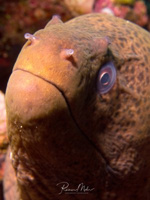 Portrait einer Riesenmuräne mit geschlossenem Maul