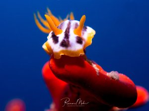 Eine farbenprächtige Nacktschnecke mit charakteristischen orange-gelben Kiemenbüscheln auf dem Rücken sitzt auf einem roten Schwamm. Die elegante Meeresschnecke zeigt ihre typischen cerata (fingerartige Fortsätze)