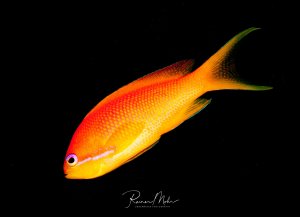 Ein leuchtend orange-gelber Fahnenbarsch (Weibchen) schwimmt vor tiefschwarzem Hintergrund. Der Fisch zeigt die typische Körperform und Farbgebung mit einem Farbverlauf von intensivem Orange am Kopf zu hellem Gelb am Körper, während die Flossen grünliche Akzente aufweisen.