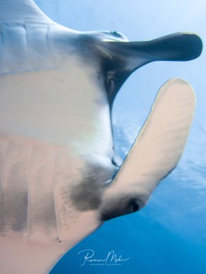 Ein majestätischer Mantarochen gleitet elegant durch das blaue Wasser, wobei seine charakteristische weiße Bauchseite und die dunklen Flügelspitzen deutlich sichtbar sind. Die Aufnahme zeigt den Rochen in einer dynamischen Schwimmbewegung aus der Untersicht.