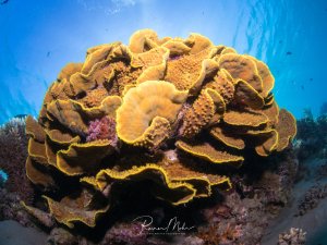Eine große Korallenformation dominiert das Riffbild, vermutlich ein Plattenkoralle mit charakteristischen gelb-braunen, blattförmigen Strukturen. Die Koralle zeigt eine komplexe, geschichtete Wuchsform mit welligen Rändern und ist von violetten Krusten- oder Weichkorallen bewachsen.