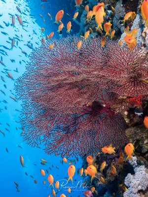 Eine prächtige Gorgonie mit ihren charakteristischen fächerförmigen Ästen dominiert diese Riffszene, während zahlreiche orange Fahnenbarsche um sie herumschwimmen. Die Weichkoralle zeigt ihre typische netzartige Struktur in rötlich-violetten Tönen und bietet den kleinen Rifffischen Schutz und Nahrung.