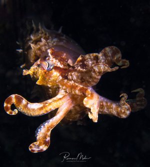 Das Bild zeigt einen juvenilen Breitkeulen-Sepia (Sepia latimanus) im Freiwasser. Die Fangarme sind nach vorne ausgestreckt