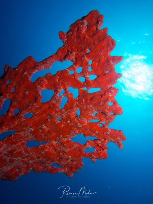 Ein leuchtend roter Prachtfeuerschwamm mit ihrer charakteristischen verzweigten Struktur ragt ins blaue Freiwasser. Die Sonnenstrahlen durchdringen das klare Wasser und schaffen einen dramatischen Kontrast zwischen dem roten Schwamm und dem strahlend blauen Hintergrund.