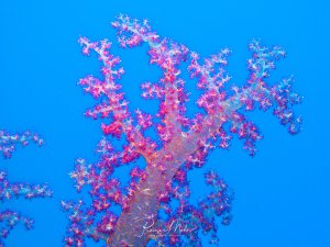 Eine prächtige Weichkoralle mit leuchtend pinken und violetten Polypen entfaltet sich vor tiefblauem Wasser. Der verzweigte Korallenstock zeigt seine charakteristische baumartige Struktur mit unzähligen kleinen Polypen, die wie Blüten wirken.