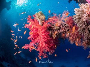 Eine prächtige Riffszene mit leuchtend roten und pinken Weichkorallen, die von zahlreichen orange-roten Fahnenbarschen umgeben sind. Die Korallengarten erstrahlt in intensiven Farben vor dem tiefblauen Wasser, während kleine Riffbarsche zwischen den Korallenverzweigungen schwimmen.