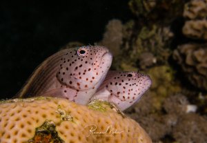 Zwei Gestreifte Korallenwächter (Forsters Büschelbarsche) schauen neugierig aus ihrer Korallenhöhle hervor. Die beiden Fische zeigen die charakteristische rosa-weiße Färbung mit dunklen Punkten und haben ihre großen, ausdrucksstarken Augen auf den Betrachter gerichtet.