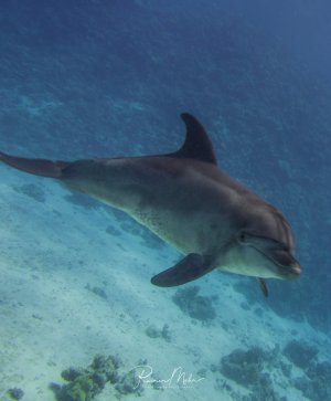 Ein eleganter Delphin gleitet über den sandigen Meeresboden in klarem, blauem Wasser. Das Meeressäugetier zeigt seine charakteristische stromlinienförmige Gestalt und die typische Rückenflosse, während es sich anmutig durch sein natürliches Habitat bewegt.