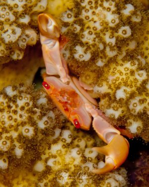 Eine orangene Krabbe mit charakteristischen roten Augen sitzt zwischen den Polypen einer Steinkoralle. Die kleine Garnele nutzt das Korallenriff als Schutz und Lebensraum.