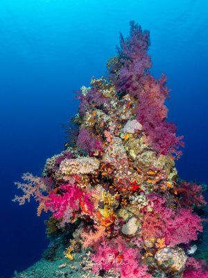 Eine prachtvolle Korallenformation im Roten Meer, dicht bewachsen mit bunten Weichkorallen in Rosa, Pink und Lila. Zwischen den Korallen schwimmen orangefarbene Fahnenbarsche.