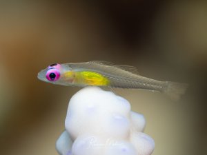 Makroaufnahme einer Pink-Eye-Grundel (Bryaninops natans) auf einer weißen Hartkoralle. Der transparente Körper mit den auffälligen rosa Augen und dem gelb durchscheinenden Bauch ist deutlich zu erkennen.