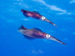 Zwei Kalmare schwimmen elegant durch das tiefblaue Freiwasser und zeigen ihre charakteristische torpedoförmige Körperform mit den großen, ausdrucksstarken Augen. Die Tiere befinden sich im Blauwasser und demonstrieren typisches pelagisches Verhalten.