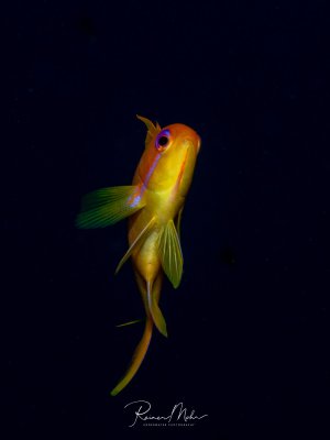Portrait eines Fahnenbarschs (Pseudanthias squamipinnis) vor schwarzem Hintergrund. Das leuchtend orangegelbe Männchen mit der verlängerten Rückenflosse ist ein typischer Riffbewohner des Roten Meeres.