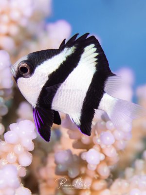 Ein Dreibinden-Preußenfisch schwebt über einer Koralle. Die markante schwarz-weiße Streifenzeichnung und das große dunkle Auge sind in dieser Porträtaufnahme deutlich zu erkennen.