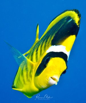 Ein Falterfisch schwimmt vor tiefblauem Hintergrund im freien Wasser. Der markante gelbe Fisch mit den charakteristischen schwarzen und weißen Bändern zeigt seine typische hochrückige Körperform.