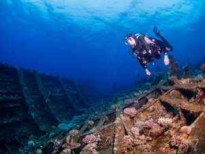 Ein Taucher erkundet die Überreste eines Schiffswracks, das bereits stark von Korallen und Meeresorganismen überwuchert ist. Die metallenen Strukturen des Wracks sind deutlich erkennbar und bilden ein künstliches Riff, das von bunten Weichkorallen und anderen Meereslebewesen besiedelt wurde.