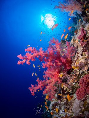 Eine spektakuläre Riffszene mit leuchtend pinken Weichkorallen, die von einer Felswand wachsen und von bunten Anthias-Fahnenbarscharten umgeben sind. Das tiefblaue Wasser und die Sonnenstrahlen von oben schaffen einen dramatischen Kontrast zu den farbenprächtigen Korallen im Vordergrund.