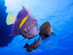 Ein großer Arabischer Kaiserfisch mit charakteristischem gelbem Streifen an der Seite schwimmt im Blauwasser, begleitet von kleineren Doktorfischen.
