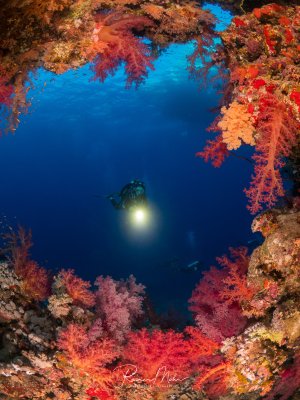 Ein Taucher mit Lampe schwebt in einer Öffnung, eingerahmt von leuchtend roten, pinken und orangefarbenen Weichkorallen (Dendronephthya). Das blaue Wasser im Hintergrund bildet einen perfekten Kontrast.
