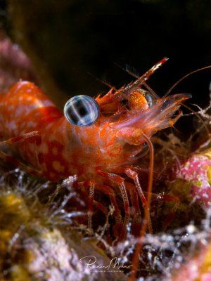 Eine rot-orange gefärbte Garnele mit charakteristischen großen, kugelförmigen Augen und langen Antennen sitzt zwischen bunten Korallen und Schwämmen. Die transparenten, reflektierenden Augen und die detailreiche Struktur des Panzers sind durch die Makrofotografie perfekt eingefangen.
