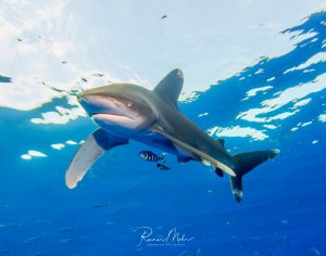 Ein Weißspitzenhochseehai (Longimanus) schwimmt elegant durch das tiefblaue Wasser nahe der Oberfläche, begleitet von kleinen Pilotfischen. Die Aufnahme zeigt den stromlinienförmigen Körper und die charakteristischen langen Brustflossen des Hais im strahlenden Blauwasser.