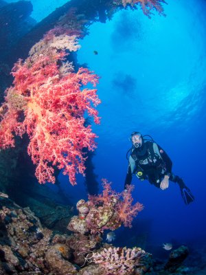 Ein Taucher erkundet ein farbenfrohes Wrack, das üppig mit leuchtend roten und rosa Weichkorallen bewachsen ist. Die spektakuläre Korallenpracht bildet einen wunderschönen Kontrast zum tiefblauen Wasser im Hintergrund.