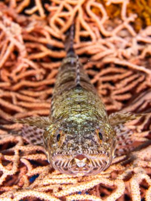 Frontales Portrait eines Eidechsenfisches, der auf einer Koralle ruht und mit leicht geöffnetem Maul direkt in die Kamera blickt.