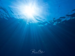 Eine stimmungsvolle Unterwasseraufnahme zeigt das intensive blaue Wasser mit kraftvollen Sonnenstrahlen, die von der Oberfläche in die Tiefe dringen. Die dynamischen Lichtspiele und Wasserbewegungen an der Oberfläche erzeugen eine friedliche, meditative Atmosphäre im Blauwasser.