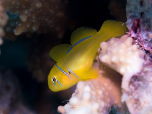Eine leuchtend gelbe Zitronengrundel sitzt auf einer Koralle. Die feinen blauen Streifen am Kopf und die großen Augen sind in dieser Makroaufnahme gut zu erkennen.