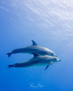 Zwei Große Tümmler schwimmen elegant durch das tiefblaue Freiwasser. Die Delfine bewegen sich synchron nebeneinander, wobei einer leicht über dem anderen positioniert ist - ein typisches Sozialverhalten dieser intelligenten Meeressäuger.