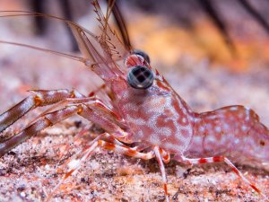 Garnelenart aus der Familie der Rhynchocinetidae (Tanzgarnelen), möglicherweise Cinetorhynchus reticulatus. Tanzgarnelen sind in tropischen und subtropischen Meeren weltweit zu finden und leben oft in Riffen.