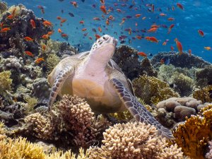 Grüne Meeresschildkröte schwimmt über ein buntes Korallenriff, im Hintergrund ein Schwarm orangefarbener Fahnenbarsche.