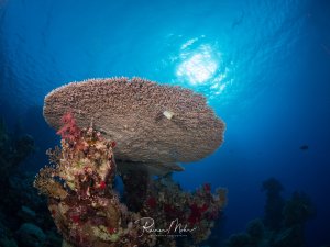 Eine große Tischkoralle dominiert die Riffszene, umgeben von bunten Weichkorallen in rot, pink und gelb. Die Koralle ist von unten fotografiert mit Blick zur Wasseroberfläche, wo Sonnenstrahlen durch das blaue Wasser scheinen.