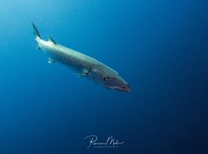 Ein Großer Barrakuda schwimmt majestätisch durch das tiefblaue Freiwasser. Der silbrig glänzende Raubfisch zeigt seine charakteristische langgestreckte Körperform und das markante Maul mit den scharfen Zähnen.
