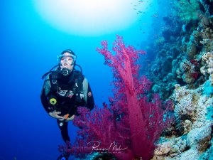 Ein Taucher schwebt neben einer prächtigen rosa-roten Weichkoralle an einer bunten Riffwand. Die Koralle zeigt ihre charakteristischen verzweigten Polypen in voller Blüte, während im Hintergrund das tiefe Blau des Meeres und weitere Korallenbewohner zu sehen sind.