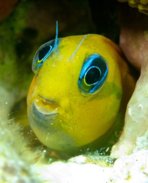 Ein Gold-Schleimfisch zeigt seine charakteristische leuchtend gelbe Färbung mit den markanten blauen Augenringen. Der kleine Fisch sitzt in einem Loch in einer Koralle und beobachtet aufmerksam seine Umgebung.