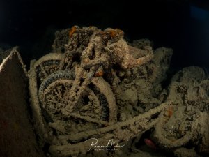 Weitere gestapelte Motorräder im Laderaum des Wracks der SS Thistlegorm. Die Fahrzeuge sind mit Korallen und Schwämmen bewachsen.