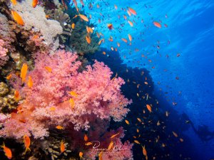 Eine farbenprächtige Riffszene mit leuchtend rosa Weichkorallen, die von zahlreichen orange-gelben Fahnenbarsch-Arten umschwärmt werden. Die Korallen ragen dramatisch in das tiefblaue Freiwasser hinein, während die kleinen Fische in dichten Schwärmen um die Korallenformation tanzen.