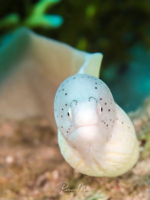 Frontalportrait einer hellen Muräne mit feinen dunklen Punkten auf dem Kopf. Der neugierige Blick direkt in die Kamera und das geschlossene Maul verleihen dem Bild eine charmante Wirkung.