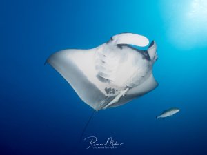 Ein majestätischer Riffmanta gleitet elegant durch das blaue Wasser, seine charakteristischen Kopfflossen und die markanten dunklen Flecken auf der Unterseite sind deutlich sichtbar. Im Hintergrund schwimmt ein kleinerer Fisch, was die beeindruckende Größe des Mantas verdeutlicht.