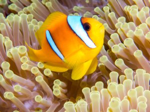 Ein leuchtend orange-gelber Rotmeer-Anemonenfisch thront zwischen den Tentakeln seiner Wirtsanemone. Der Clownfisch zeigt die charakteristischen weißen Bänder mit blauen Rändern und demonstriert die perfekte Symbiose zwischen Fisch und Anemone.