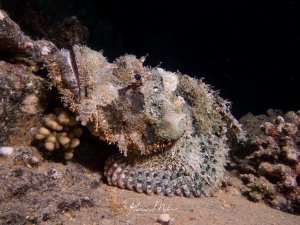 Ein perfekt getarnter Fransen-Drachenkopf ruht am Meeresgrund zwischen Korallen und zeigt seine beeindruckende Anpassungsfähigkeit. Der Körper ist mit zahlreichen Hautausstülpungen bedeckt, wodurch er perfekt mit Korallen und Geröll verschmilzt