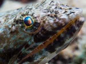 Ein Echsenfisch zeigt sein charakteristisches Profil mit dem markanten, leuchtend blauen Auge und der gefleckten Körperzeichnung. Die Makroaufnahme erfasst die Details der rauen Haut und die intensive Färbung des Auges besonders eindrucksvoll.