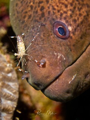 Eine Riesenmuräne wird von einer kleinen Putzergarnele gereinigt, die direkt am Kopf des Aals arbeitet. Die Szene zeigt eine typische Putzsymbiose am Riff, bei der die Garnele Parasiten und abgestorbene Hautreste entfernt.