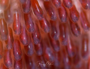 Eine extreme Makroaufnahme zeigt die filigranen, transparenten Eier eises Anemonenfischgeleges. Die Eier haben etwa die Größe eines Reiskorns