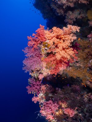 Steilwand dicht bedeckt mit farbenprächtigen Weichkorallen in Rosa, Orange und Violett. Kleine Fahnenbarsche beleben die Szenerie.