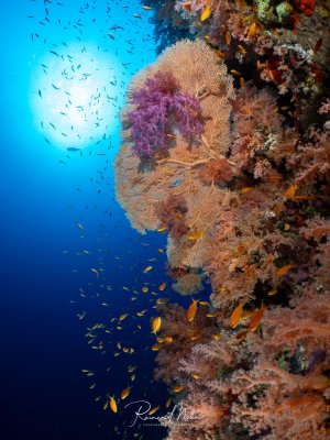 Steilwand mit großer Fächergorgonie und violetten Weichkorallen im Gegenlicht, umschwärmt von Fahnenbarsch-Schwärmen.