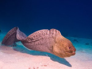 Ein Riesenmuräne schwimmt über den Sandboden, wobei die charakteristische gefleckte Körperzeichnung und der kräftige Kopf gut erkennbar sind. Das Tier zeigt das typische Schwimmverhalten mit wellenförmigen Körperbewegungen über dem hellen Sandgrund.