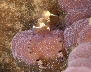 Eine Glas-Anemonengarnele sitzt geschützt zwischen den Tentakeln einer Seeanemone. Die symbiotische Beziehung zeigt den kleinen Krebs mit seinen charakteristischen großen Scheren, während er von der Anemone Schutz erhält und diese im Gegenzug von Nahrungsresten profitiert.