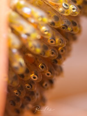 Supermakro von Anemonenfisch-Eiern kurz vor dem Schlüpfen. In den transparenten Eihüllen sind die Augen der Embryonen deutlich erkennbar.